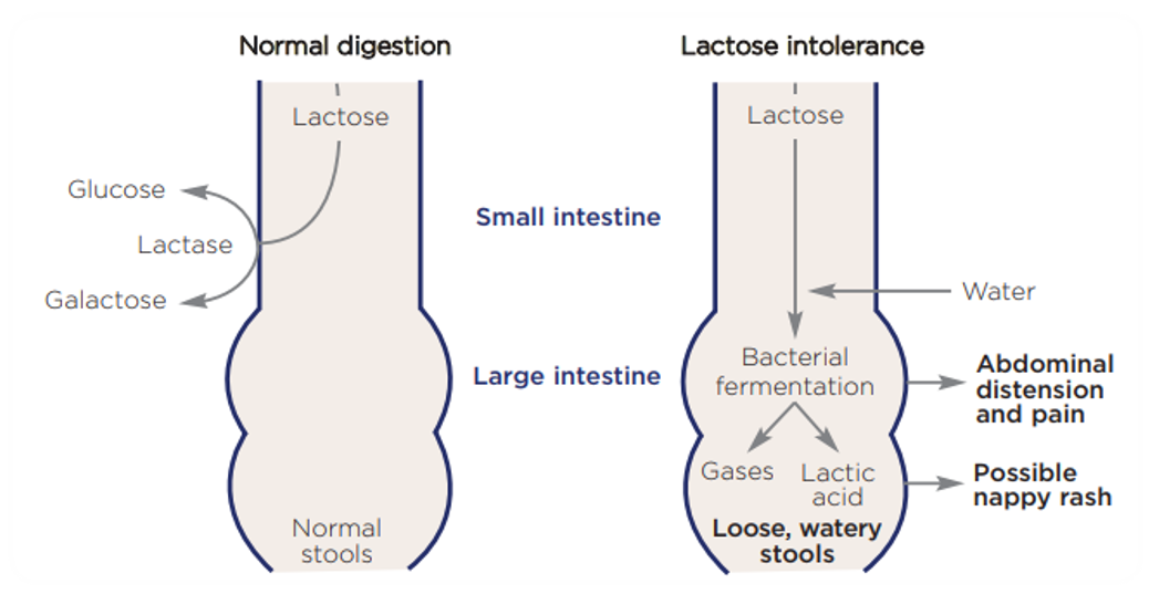what do we know about lactose