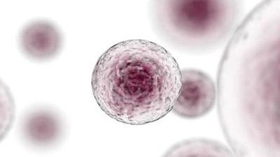 Image Of Stem Cells On White Background